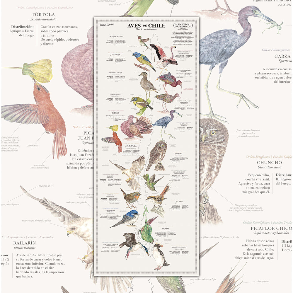 Lámina Decorativa Aves de Chile Plumíferos Fantásticos