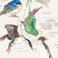 Lámina Decorativa Aves de Chile Plumíferos Fantásticos